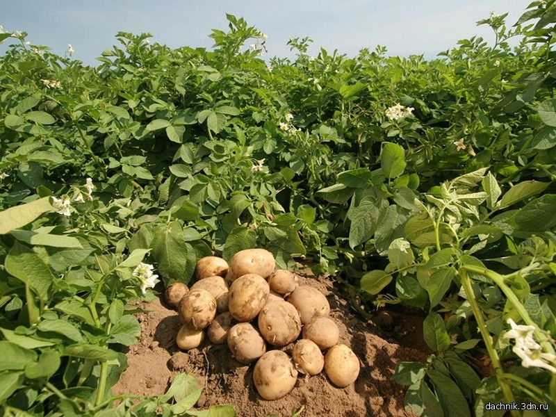 Почва для картошки